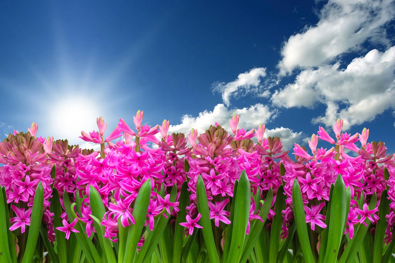 Inheemse planten ondersteunen insectvriendelijk ecosysteem. Inheemse planten ondersteunen insectvriendelijk ecosysteem.
