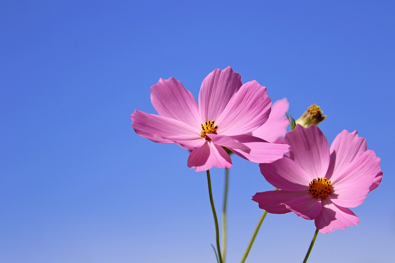 Een wilde bij drinkt nectar uit bloemen. Een wilde bij drinkt nectar uit bloemen.