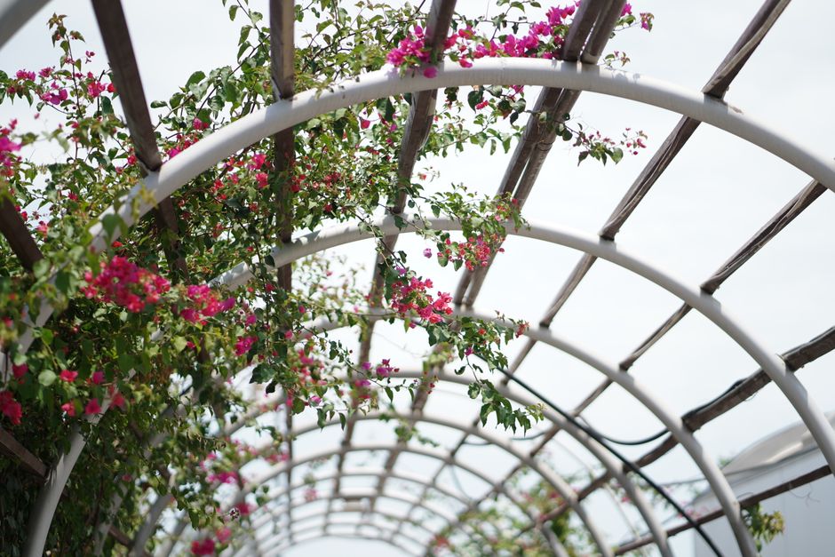 Rustieke pergola versierd met weelderige klimplanten.