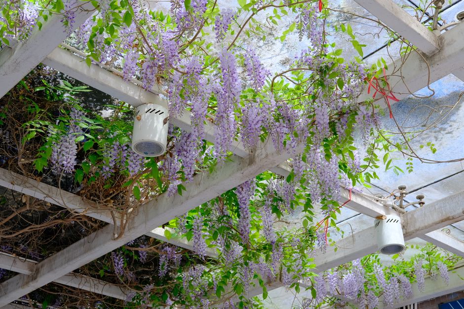 Bloeiende wisteria siert charmant de pergola.