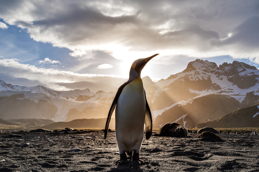 Pinguïn schilderij met blauwe ijzige achtergrond. Pinguïn schilderij met blauwe ijzige achtergrond.