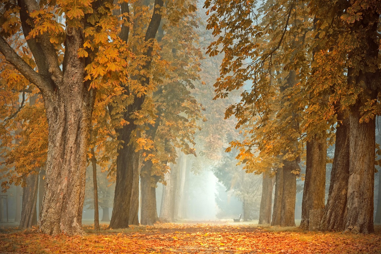 Retro camper met kleurrijke herfstbladeren. Retro camper met kleurrijke herfstbladeren.