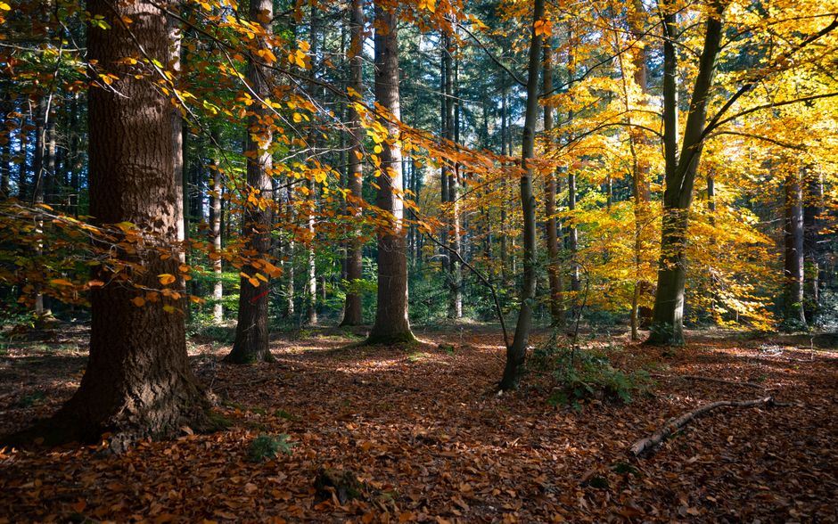 Een meditatiehoek omgeven door warme herfstkleuren. Een meditatiehoek omgeven door warme herfstkleuren.